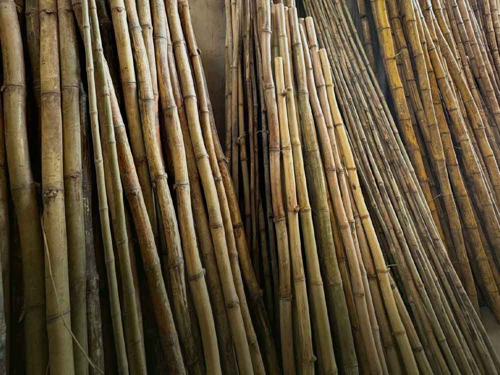 Bambussa Vulgaris Vitata