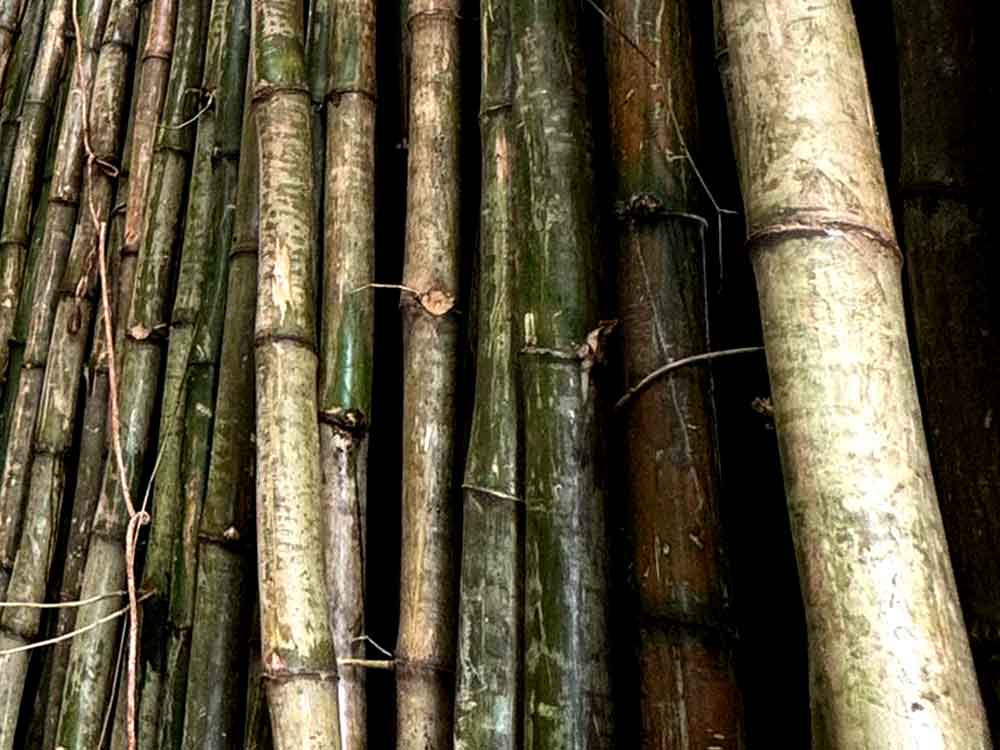 Bambussa Vulgaris Vitata