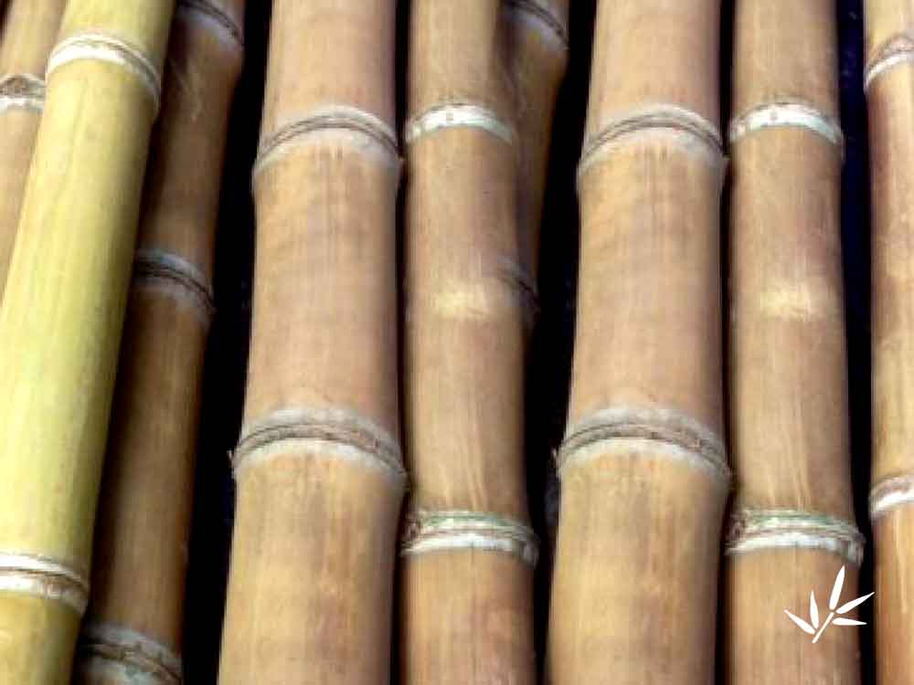 Bambussa Vulgaris Vitata