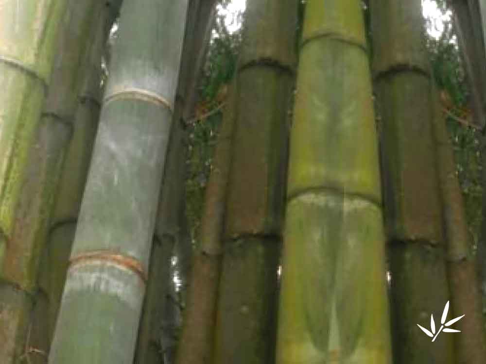 Bambussa Vulgaris Vitata