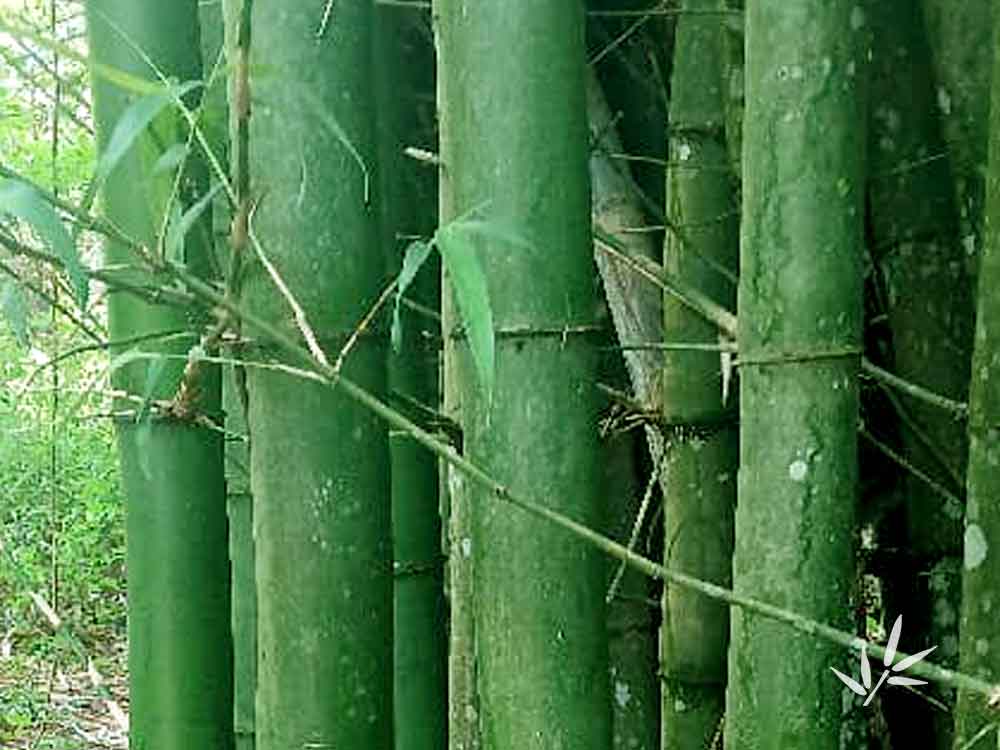 Bambussa Vulgaris Vitata